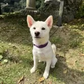柴犬(標準サイズ)