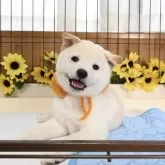 柴犬(標準サイズ)