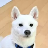 柴犬(標準サイズ)