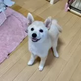 柴犬(標準サイズ)