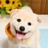 柴犬(標準サイズ)