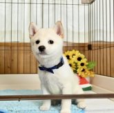柴犬(標準サイズ)