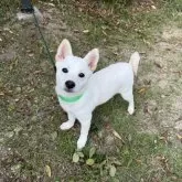 柴犬(標準サイズ)