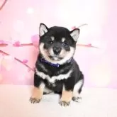 柴犬(標準サイズ)