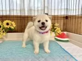 柴犬(標準サイズ)【愛媛県・女の子・2025年6月19日・白】の写真8