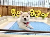 柴犬(標準サイズ)【愛媛県・女の子・2025年5月21日・白】の写真2