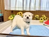 柴犬(標準サイズ)【愛媛県・男の子・2025年6月19日・白】の写真4