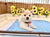 柴犬(標準サイズ)【愛媛県・女の子・2025年5月21日・白】の写真6