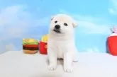 柴犬(標準サイズ)【愛媛県・女の子・2025年8月15日・白】の写真7
