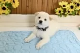 柴犬(標準サイズ)【愛媛県・男の子・2025年6月17日・白】の写真9