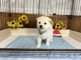 柴犬(標準サイズ)【愛媛県・男の子・2025年6月19日・白】の写真6