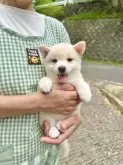 柴犬(標準サイズ)【愛媛県・女の子・2025年5月21日・白】の写真8