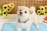 柴犬(標準サイズ)【愛媛県・男の子・2025年6月19日・白】の写真8