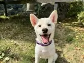 柴犬(標準サイズ)【愛媛県・男の子・2025年6月17日・白】の写真2