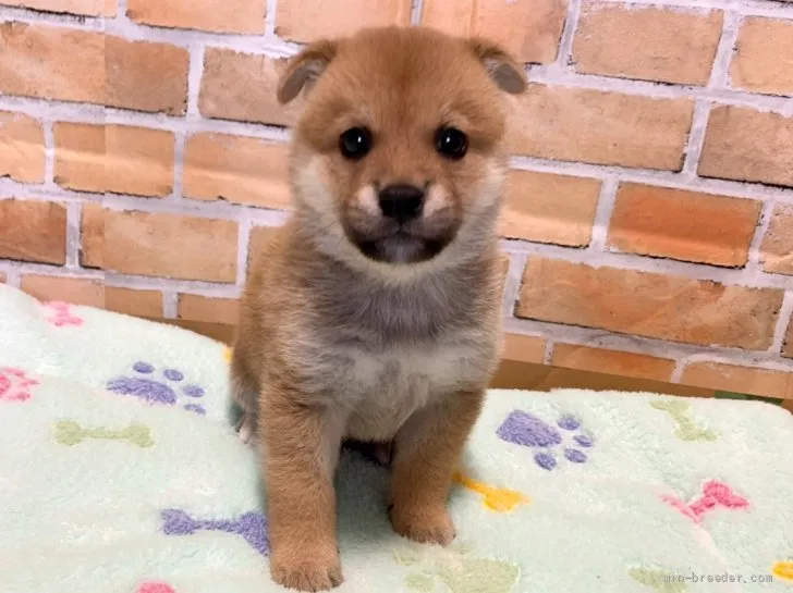 ID：2111-02375の子犬