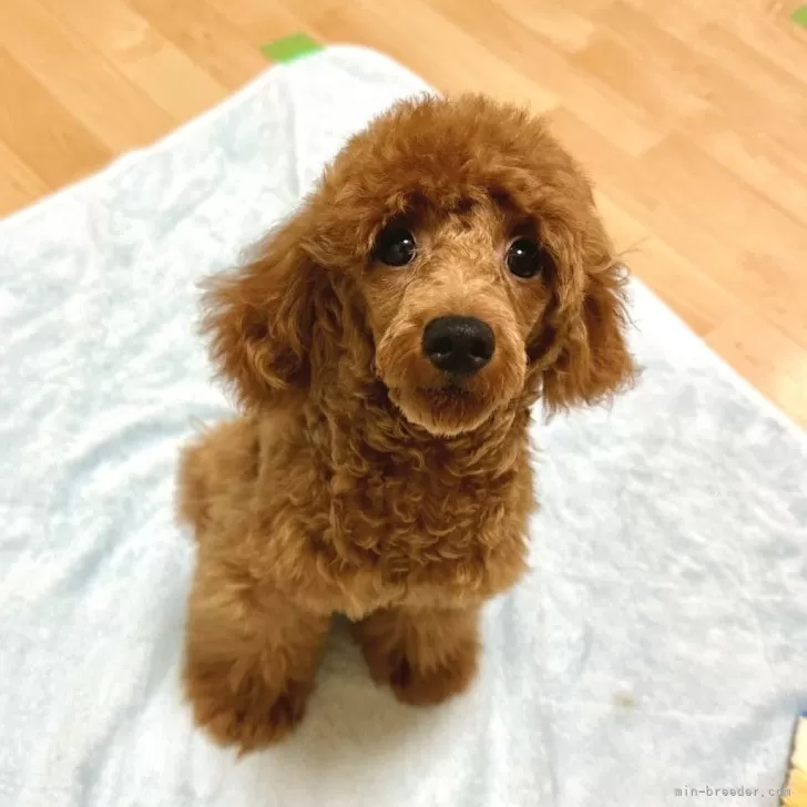 nzm 様のお迎えした子犬