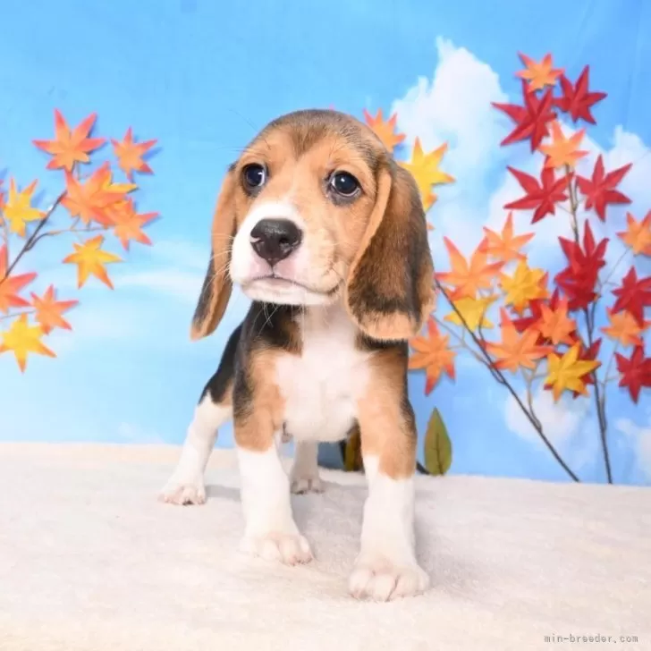 ID：2408-04229の子犬