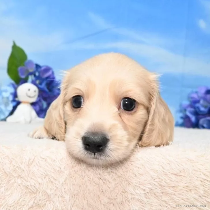 ID：2406-02011の子犬