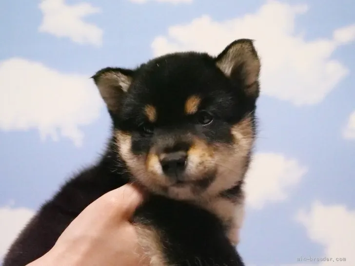くりのすけ 様のお迎えした子犬