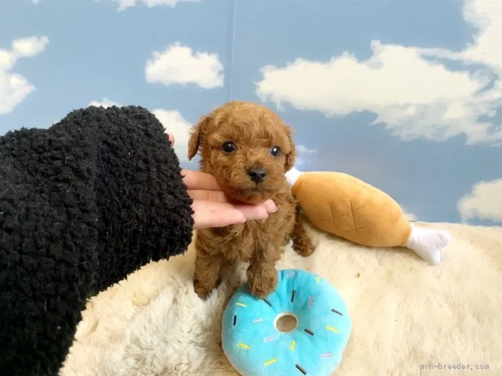 ID：2112-03937の子犬