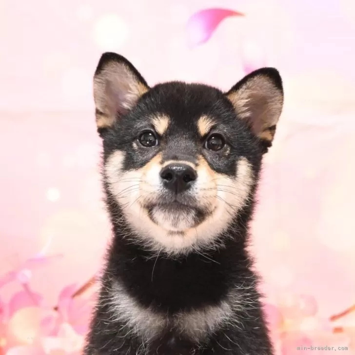 R.K 様のお迎えした子犬