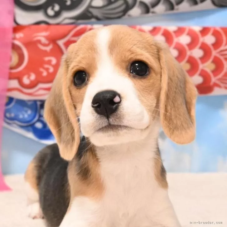 ID：2405-01592の子犬