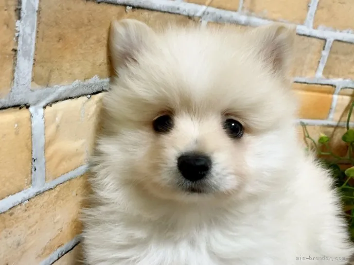 ID：2111-03275の子犬