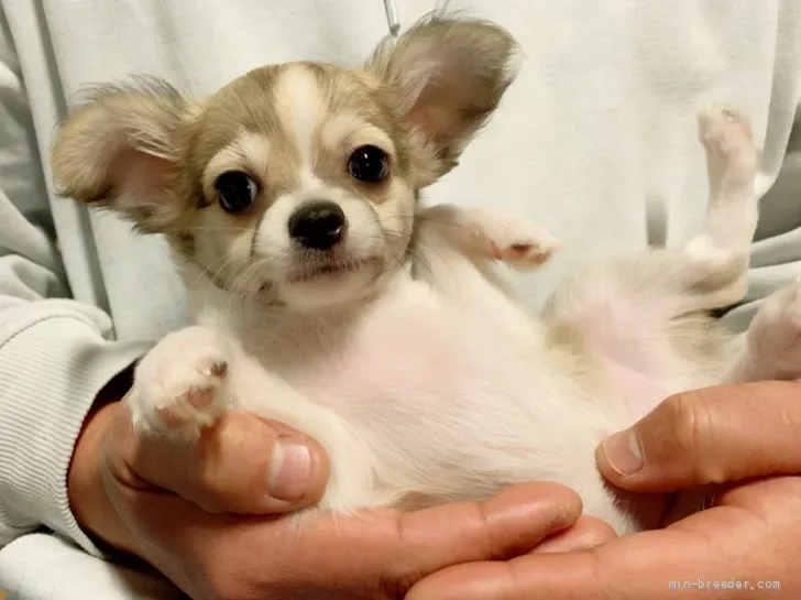 D.M 様のお迎えした子犬