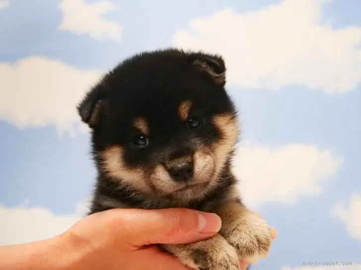 はな 様のお迎えした子犬