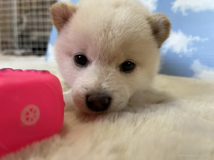 H.G 様のお迎えした子犬