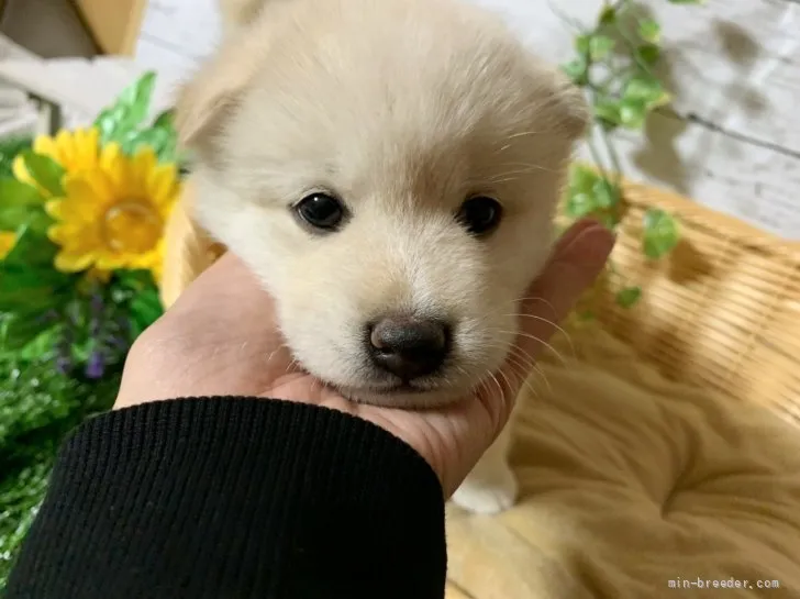 ID：2110-02321の子犬