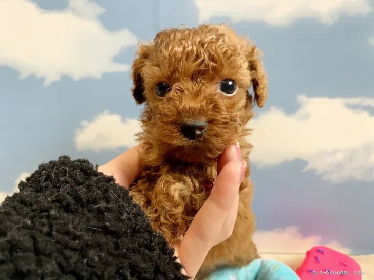 ID：2112-03939の子犬
