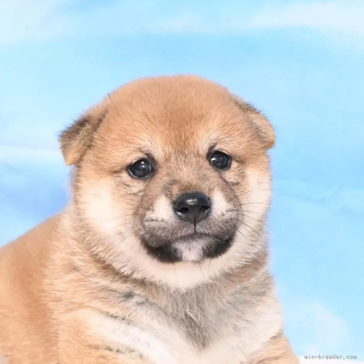 ID：2406-06731の子犬