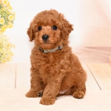 トイプードル(トイ)【愛媛県・男の子・2023年8月23日・レッド】の写真「モフモフいけめんくん🐶💓」