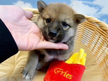 柴犬(標準サイズ)【愛媛県・女の子・2021年11月22日・赤】の写真「赤柴の女の子🐶🐶」