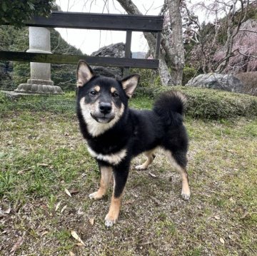 柴犬(標準サイズ)【愛媛県・男の子・2023年10月13日・黒】の写真「優しくてとってもいい子です🐕💓」