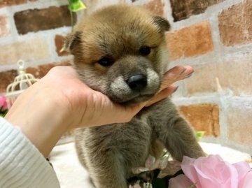 柴犬(標準サイズ)【愛媛県・男の子・2021年9月5日・赤】の写真「柴犬の兄弟が産まれました✨」