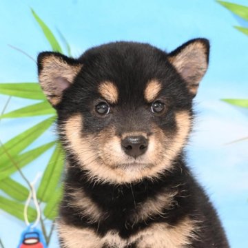 柴犬(標準サイズ)【愛媛県・女の子・2024年5月10日・黒】の写真「守りたくなる可愛さ🥰」