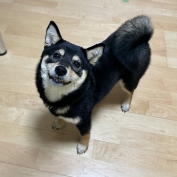 柴犬(標準サイズ)【愛媛県・女の子・2023年9月20日・黒】の写真「元気いっぱいな黒柴ちゃん🐶💓」