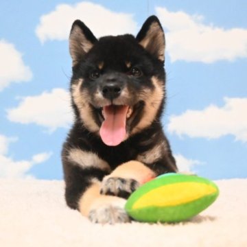 柴犬(標準サイズ)【愛媛県・男の子・2023年6月1日・黒】の写真「僕だけを愛してください❤️」