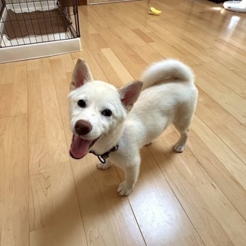 柴犬(標準サイズ)【愛媛県・男の子・2024年5月10日・白】の写真「人懐っこくてかわいい🥰」