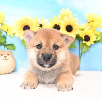 柴犬(標準サイズ)【愛媛県・男の子・2024年6月27日・赤】の写真「ゆっくり仲良くなってください😌💕」