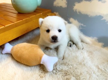 柴犬(標準サイズ)【愛媛県・女の子・2021年11月22日・白】の写真「白柴の女の子💛」