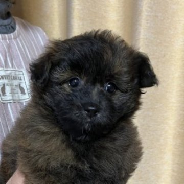 ミックス(ポメラニアン×トイプードル)【愛媛県・女の子・2022年11月23日・ブラック系】の写真「もふもふ、マイペースな可愛こちゃん💓」