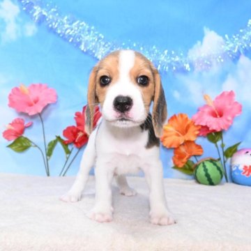 ビーグル【愛媛県・男の子・2024年7月13日・ブラックタン&ホワイト】の写真「甘えん坊の男の子🐶❤️」