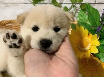 柴犬(標準サイズ)【愛媛県・女の子・2021年9月4日・白】の写真「大人しくて可愛い女の子🌸」