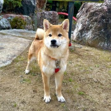 柴犬(標準サイズ)【愛媛県・男の子・2023年6月22日・赤】の写真「元気いっぱい！もふかわ柴くん🐶💓」
