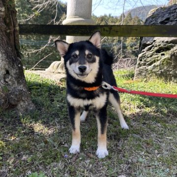 柴犬(標準サイズ)【愛媛県・女の子・2023年10月16日・黒】の写真「穏やかで優しくて、美人さん❤️✨」