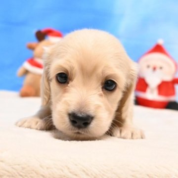 ミニチュアダックスフンド(ロング)【愛媛県・女の子・2023年11月5日・イエロー】の写真「かわいいアイドルちゃん🐶❤️」