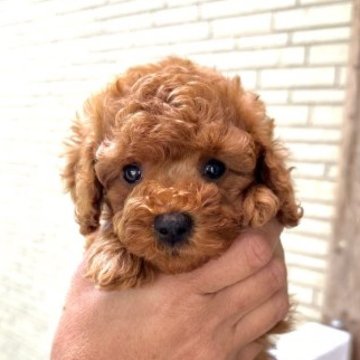 トイプードル(トイ)【愛媛県・女の子・2023年3月24日・レッド】の写真「性格の優しい可愛い女の子です💓」